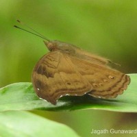 Junonia iphita Cramer, 1779